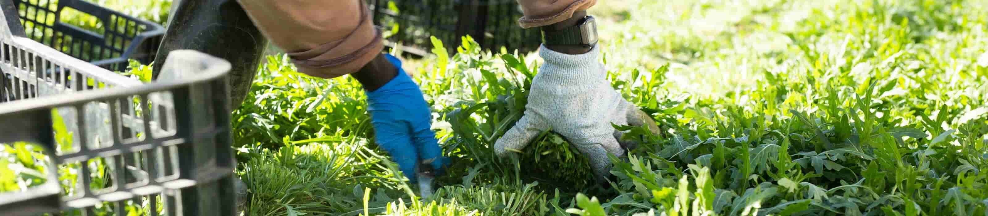 Cuenta Ahorro Mi Gente